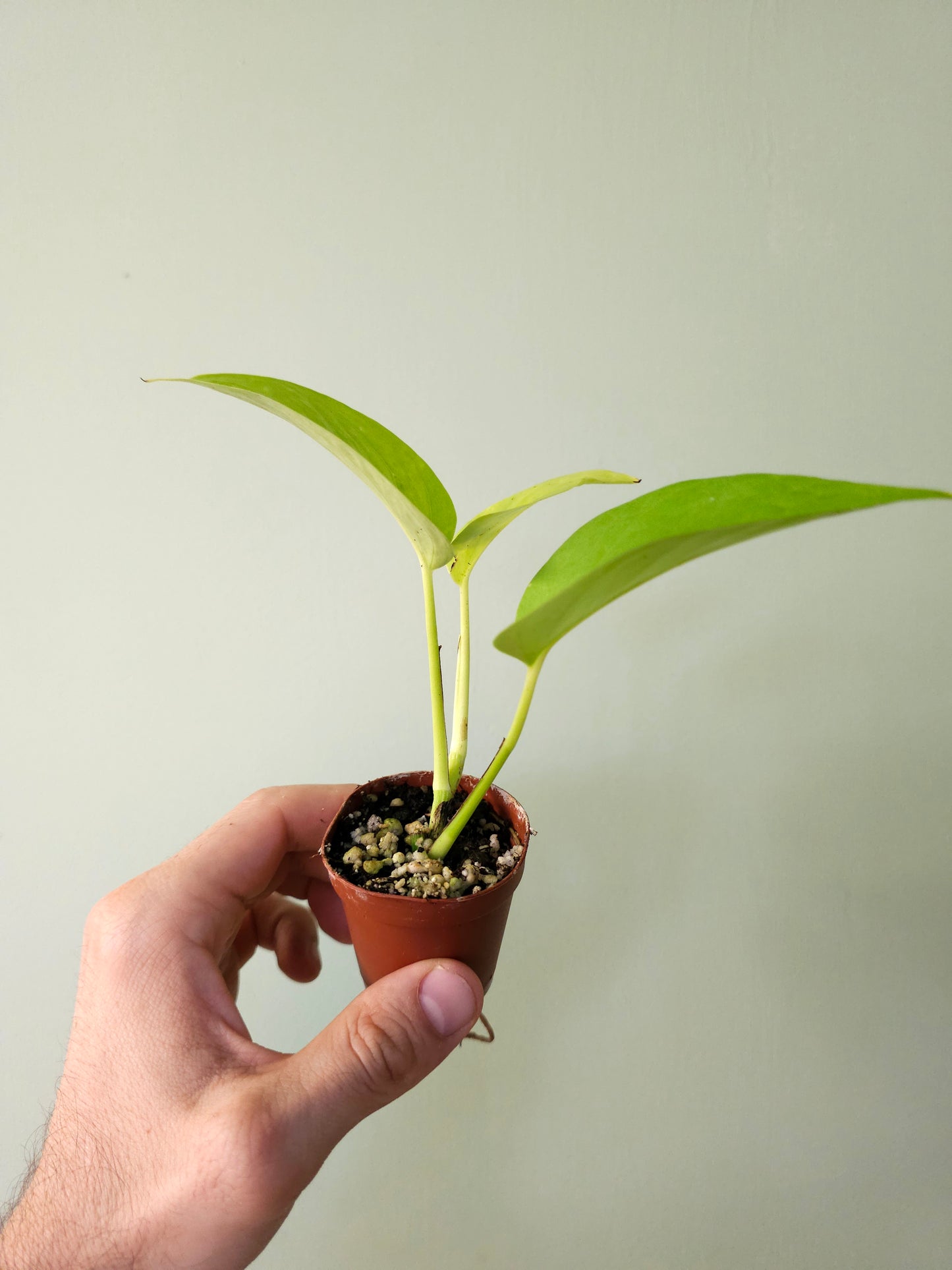 Epipremnum aureum 'Neon' Pothos 2"