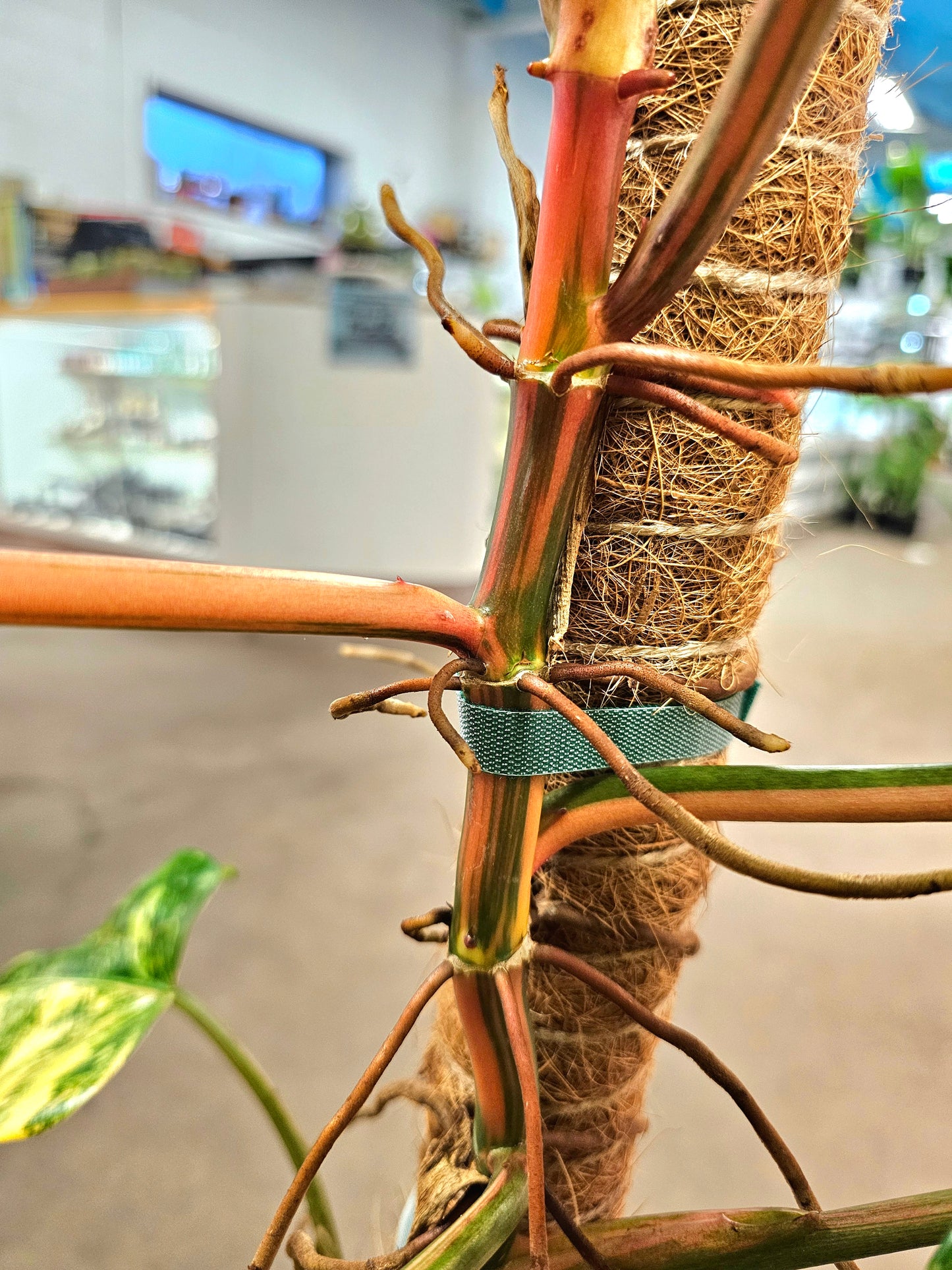 SAAM Auction - XXL Variegated Philodendron Domesticum