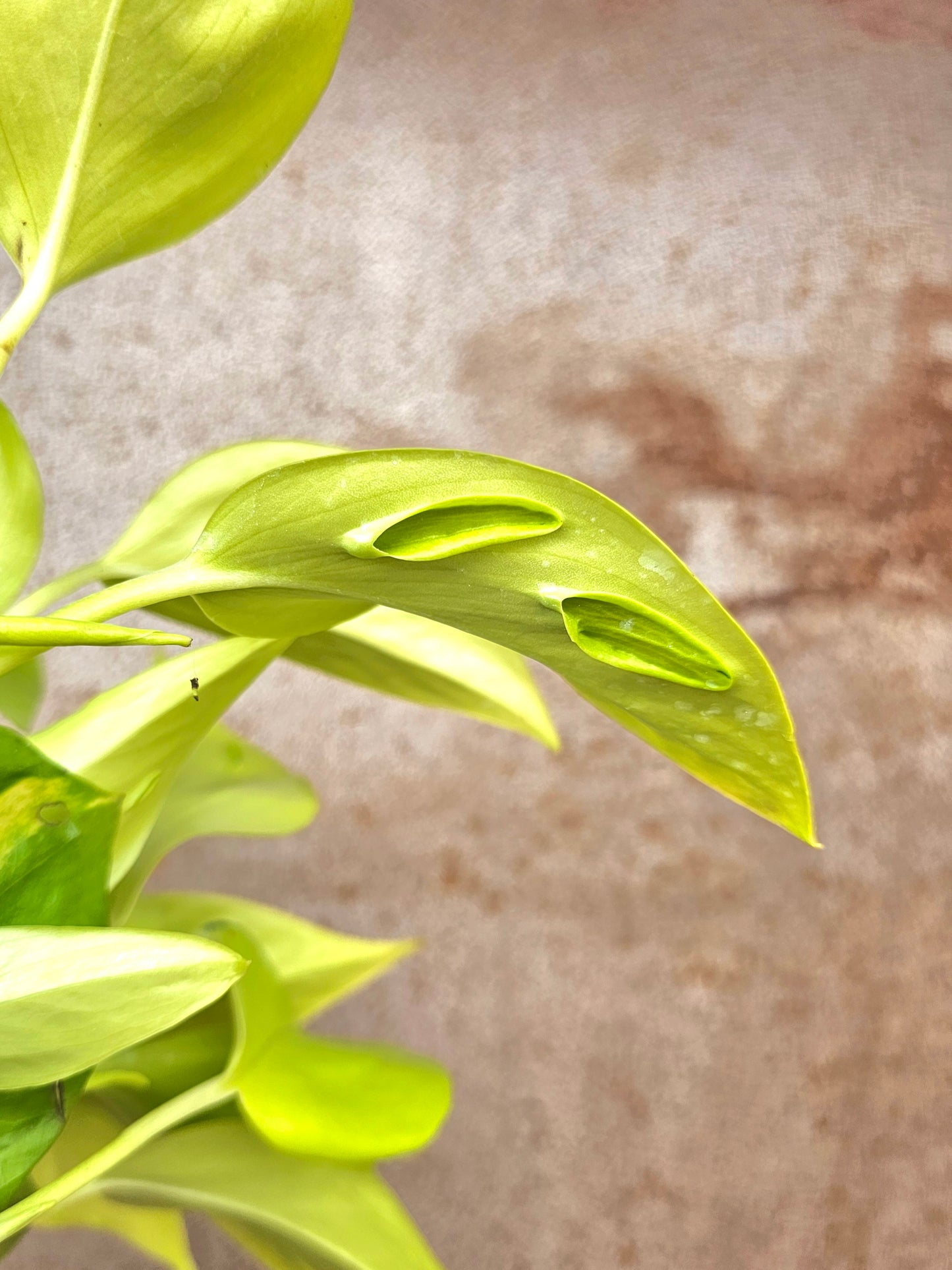 Epipremnum aureum teruno 'Champs Elysees' "Pothos" 4"