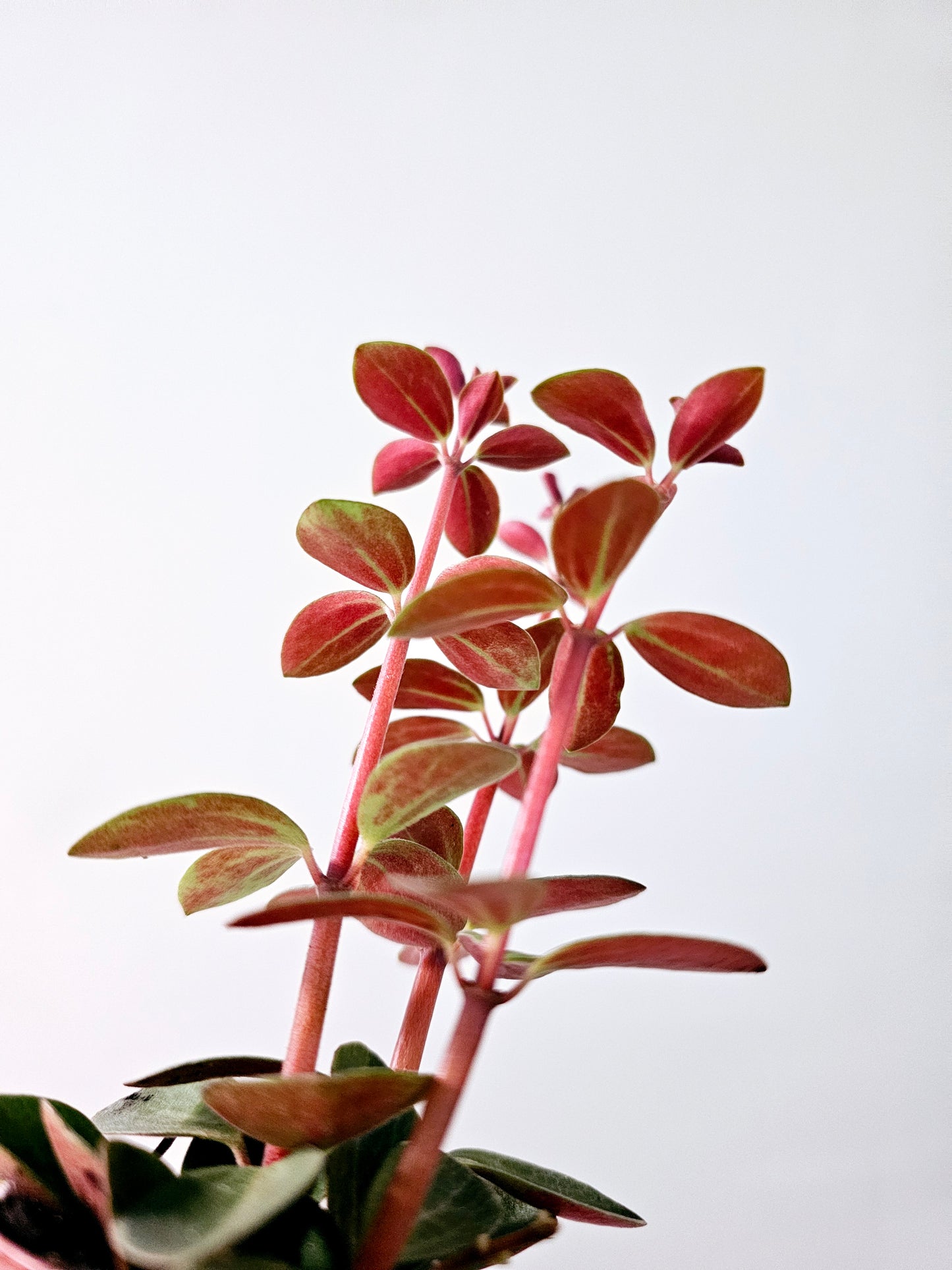 Peperomia verticillata 2"