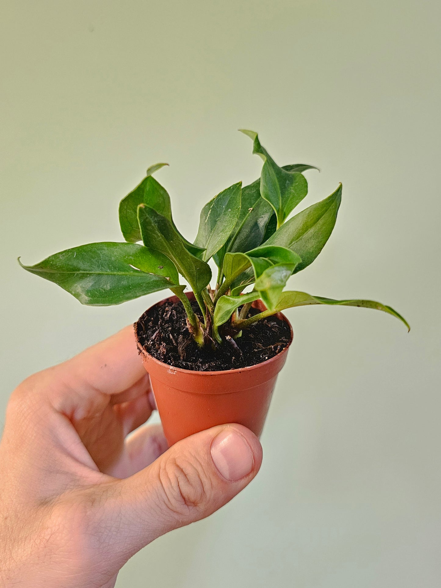 Anthurium plowmanii 2"