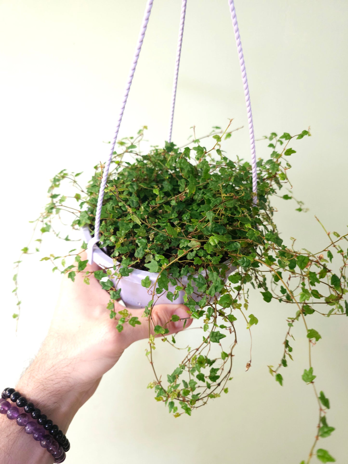 Ficus pumila 'Quercifolia' "String of Frogs" 6" HB
