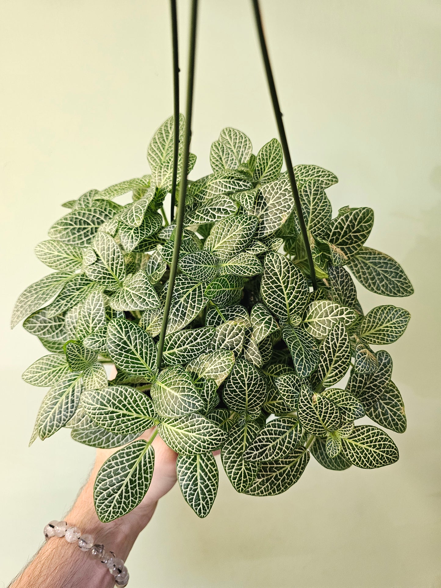 Fittonia albivenis 'White Angel' 6" HB