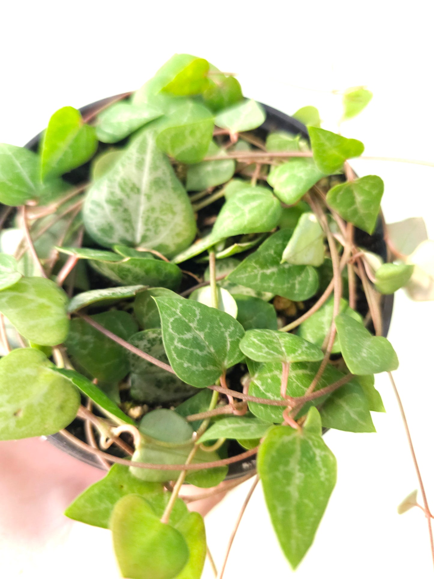 Ceropegia woodii 'String of Arrows' 4" (Spades)
