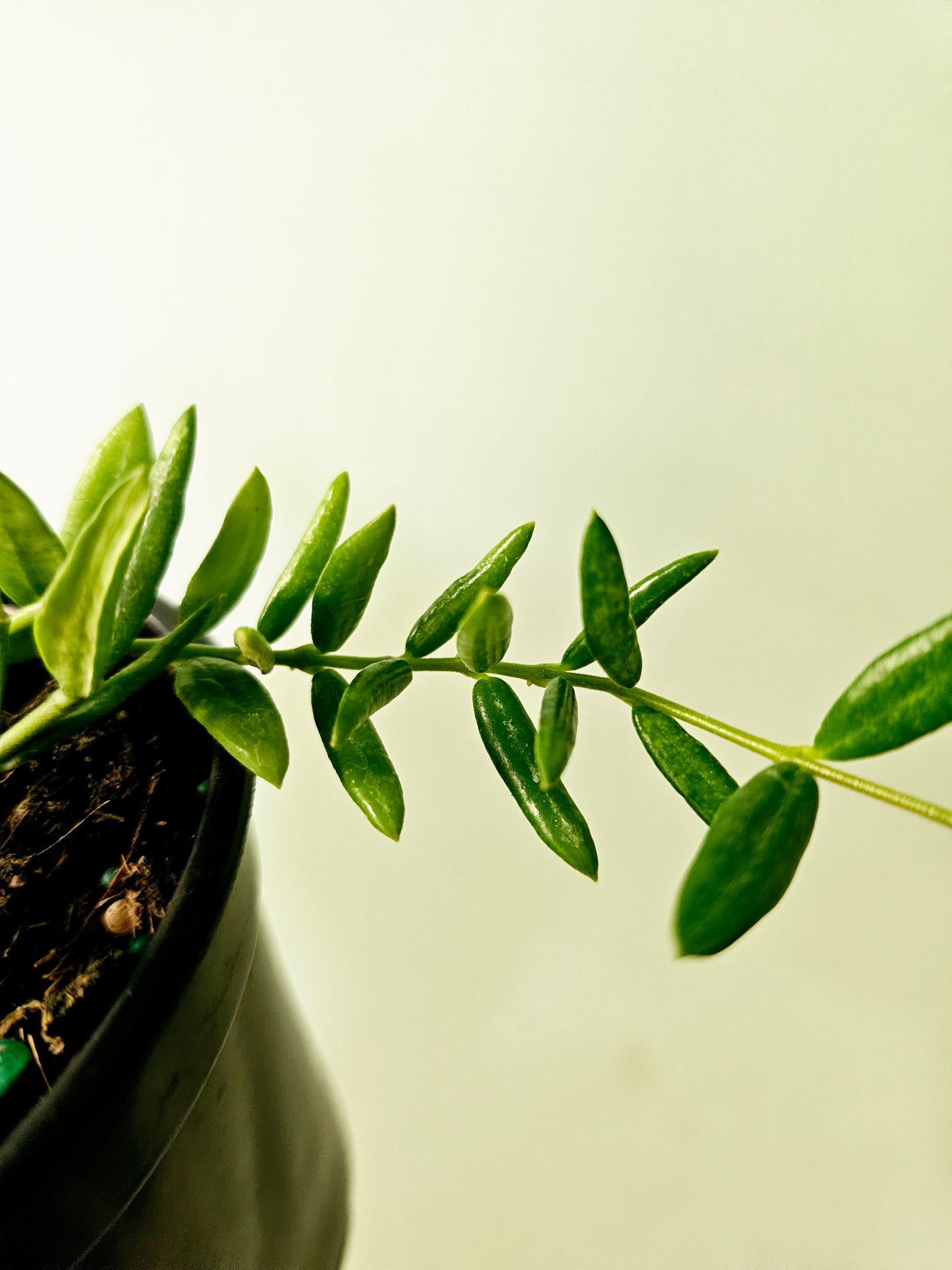 Hoya sp. aff. engleriana 'Vietnam' 4"