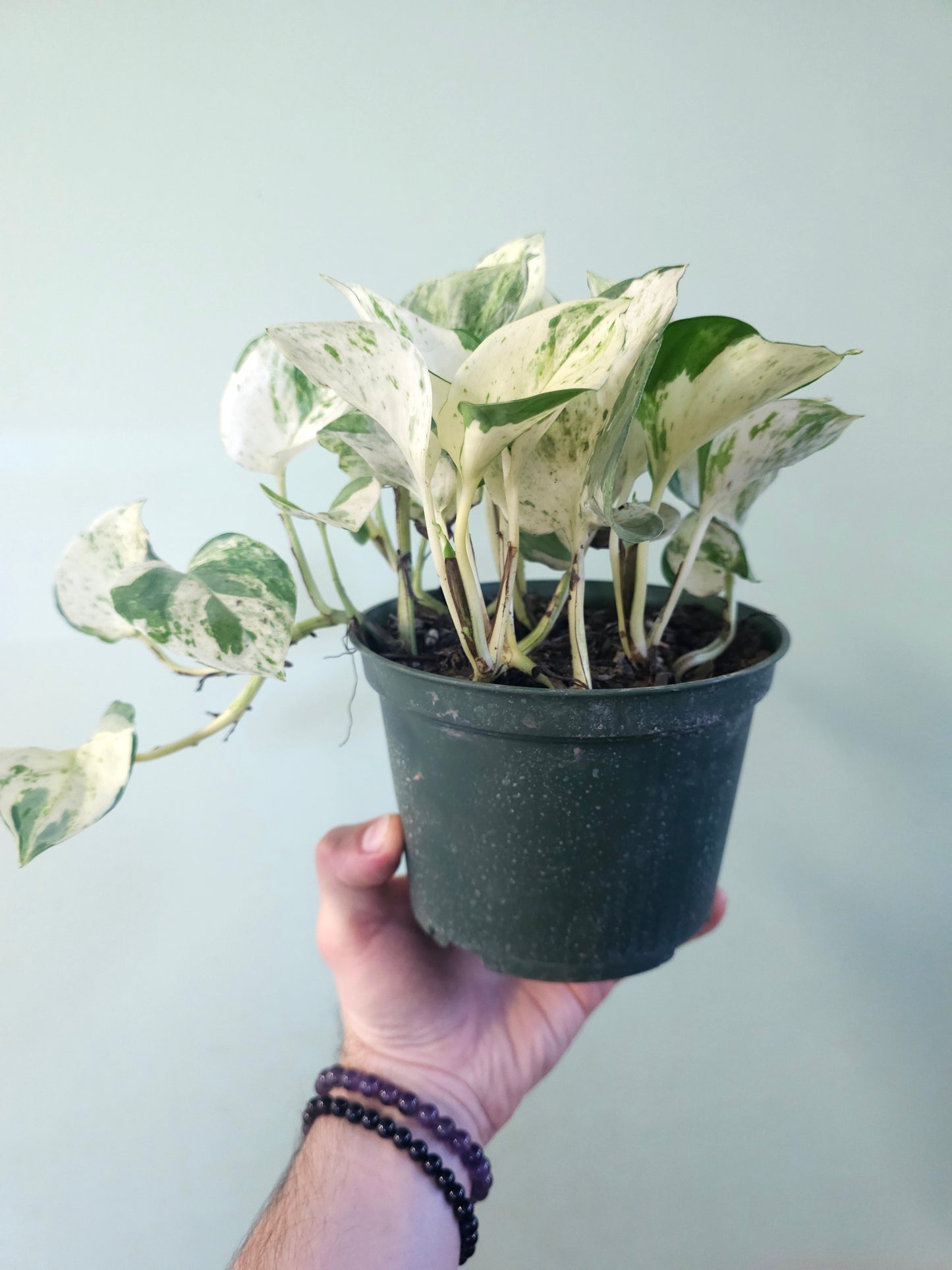 Epipremnum aureum 'Manjula' Pothos 6"