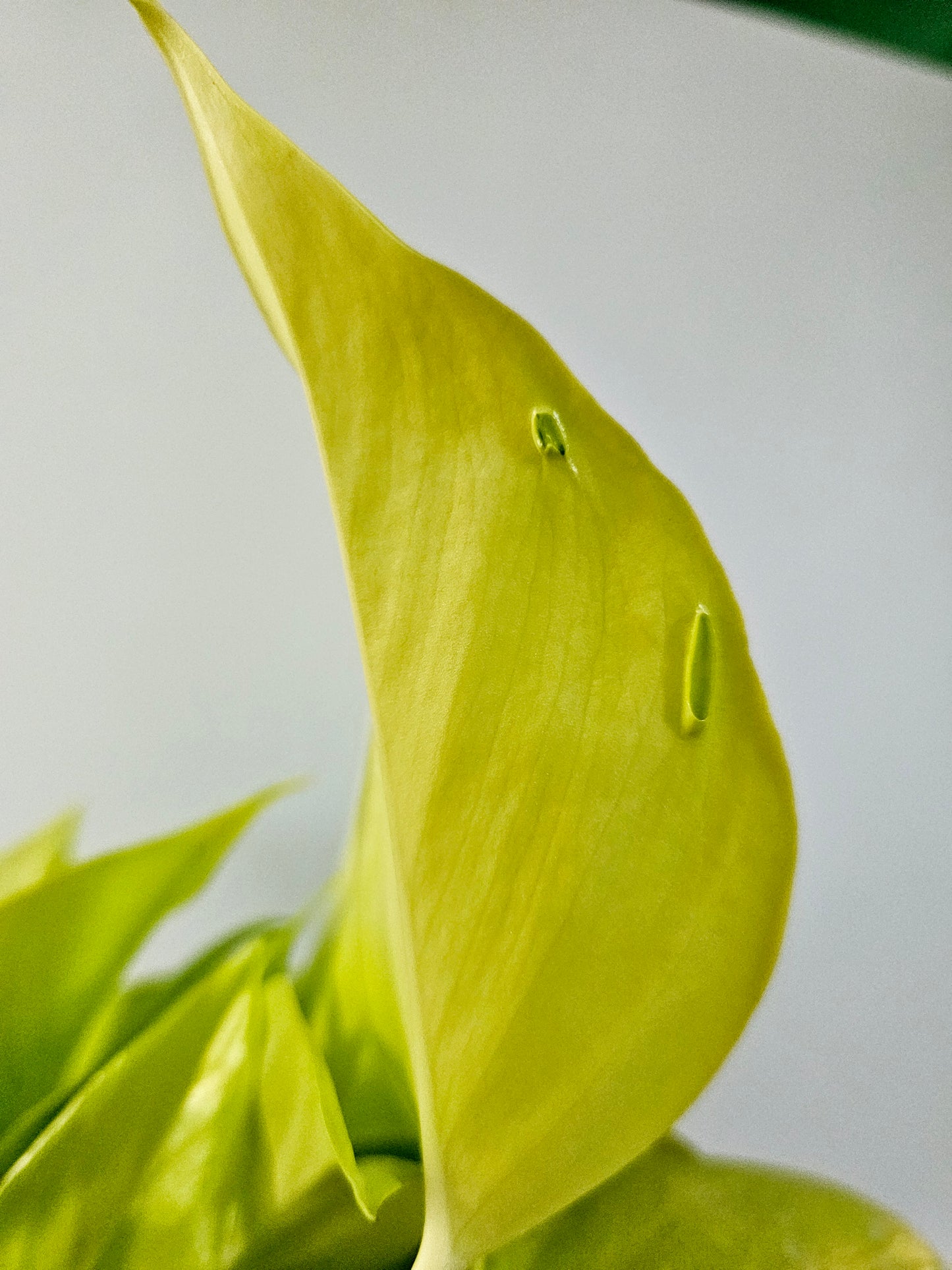 Epipremnum aureum teruno 'Champs Elysees' "Pothos" 4"