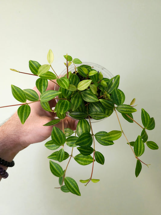 Peperomia quadrangularis "Beetle Plant" 4"