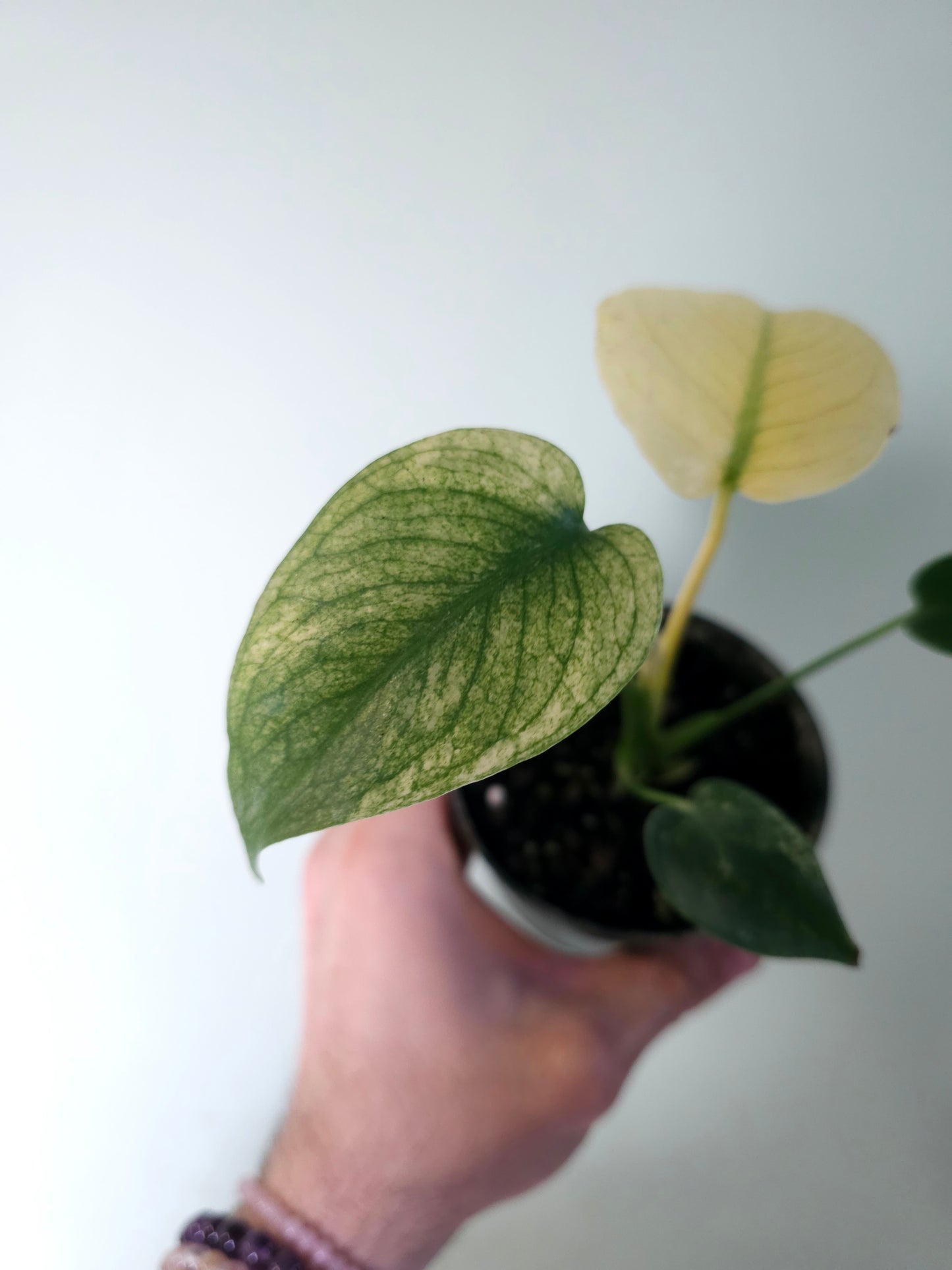 Monstera 'White Monster' 4"