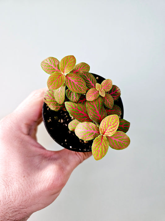 Fittonia albivenis 'Skeleton' 3"