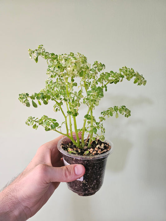 Pilea microphylla 'Variegata' "Tricolor Artillery/Confetti Fern" 4"