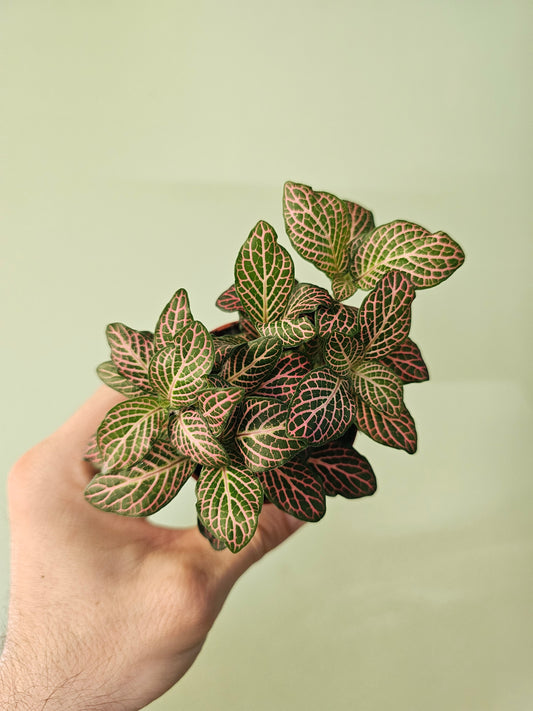 Fittonia albivenis 'Pink' Nerve Plant 2.5"