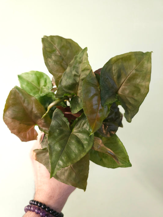 Syngonium podophyllum 'Maria Allusion' 4"