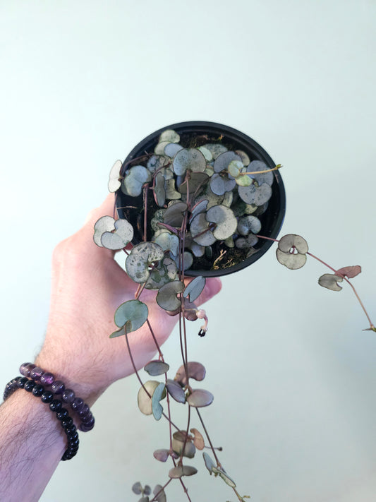 Ceropegia woodii 'Silver Glory' String of Hearts 4"