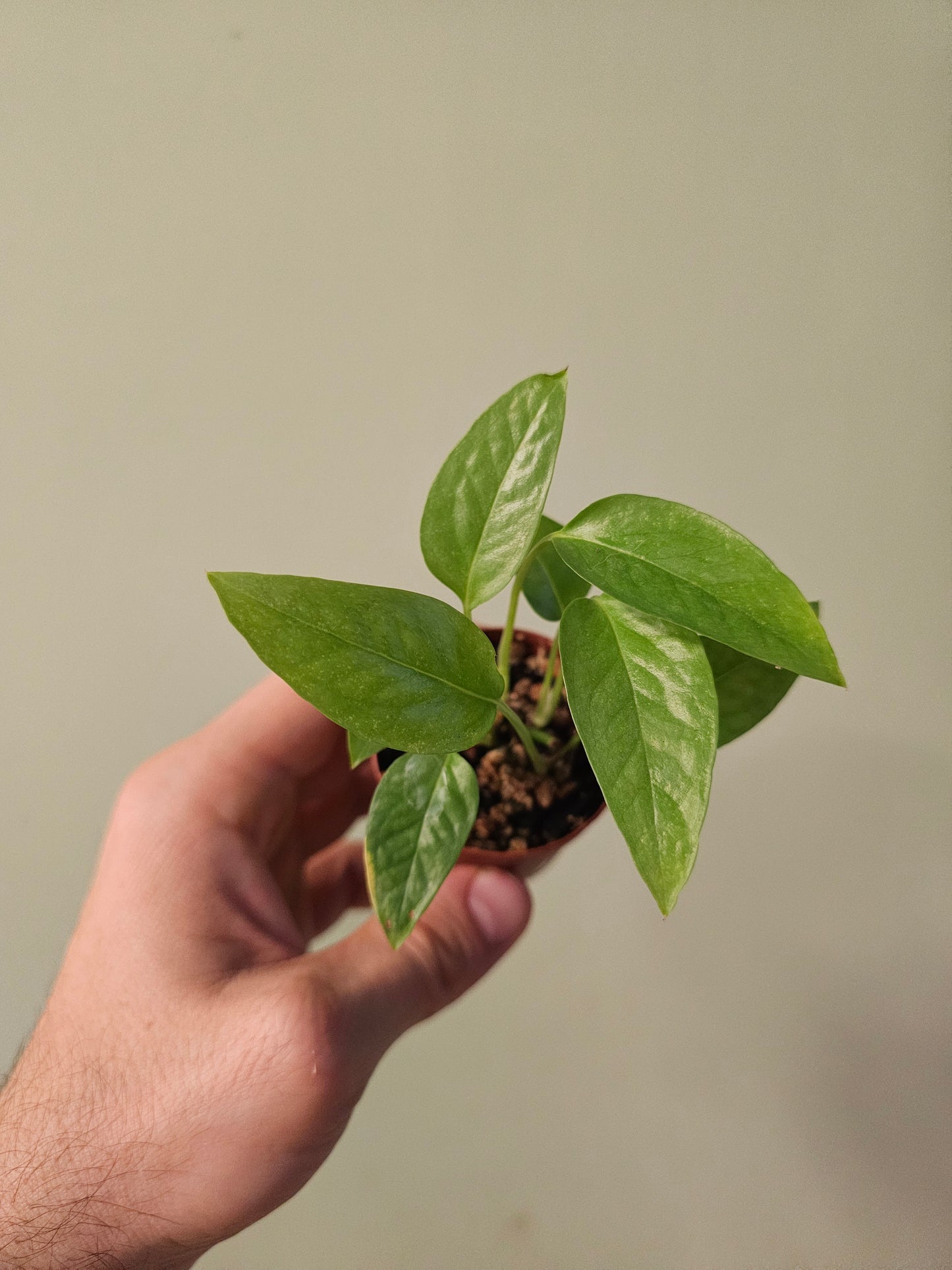 Epipremnum pinnatum 'Cebu Blue' 2"