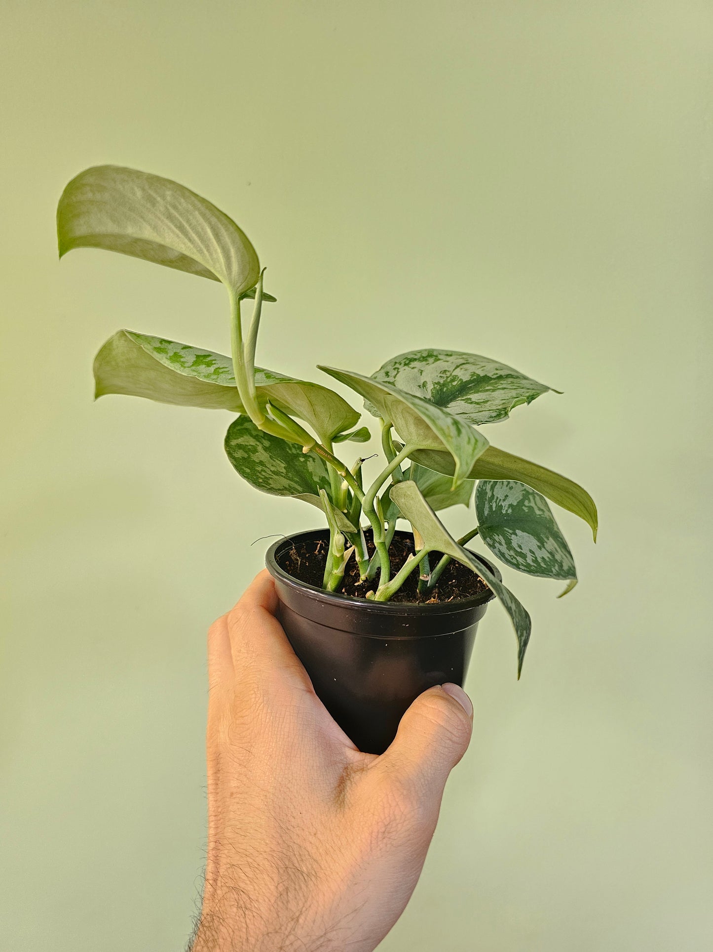 Scindapsus pictus 'Exotica' 4"