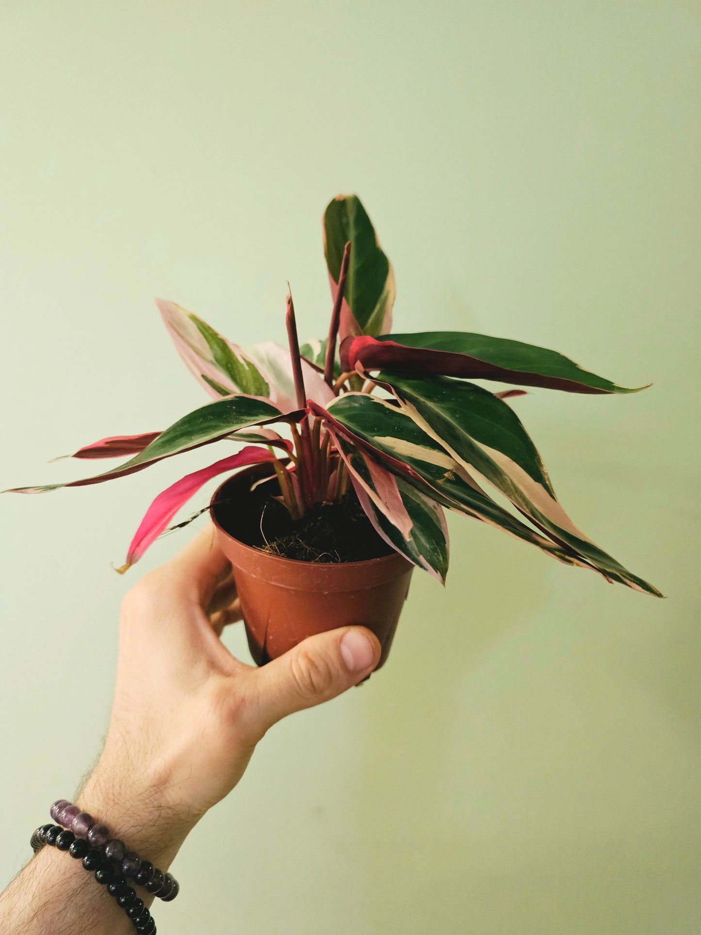 Stromanthe sanguinea 'Triostar' 4"