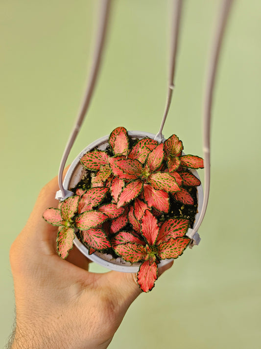 Fittonia albivenis 'Red Forest Flame' 4" HB