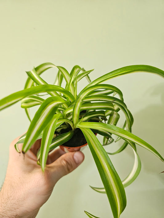 Chlorophytum comosum 'Bonnie' Curly Spider Plant 2.5"