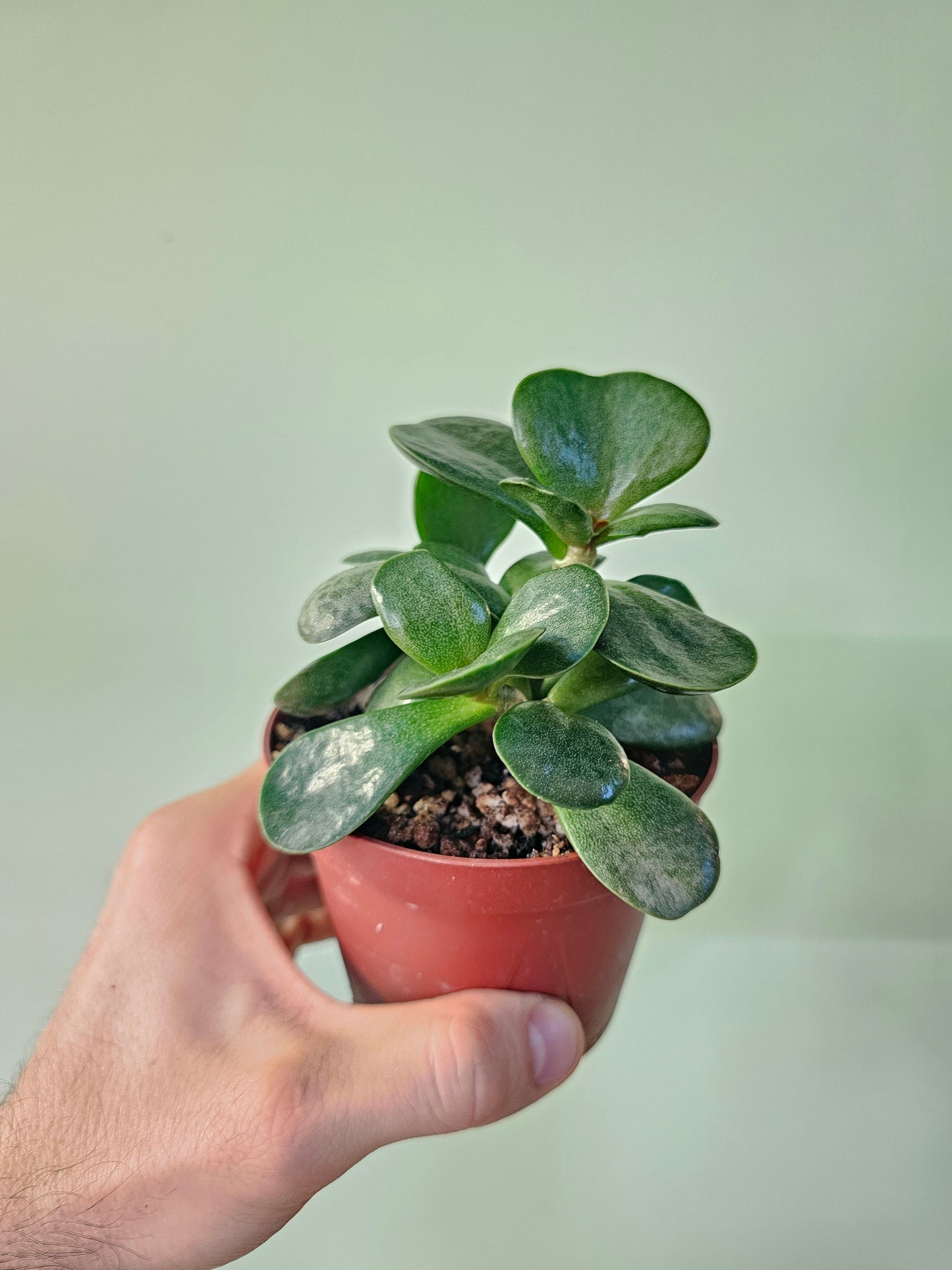 Adromischus maculatus "Calico Hearts" 4"