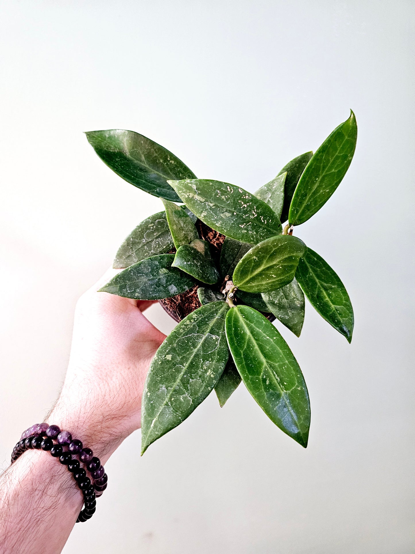 Hoya verticillata sp. Bogor 4"