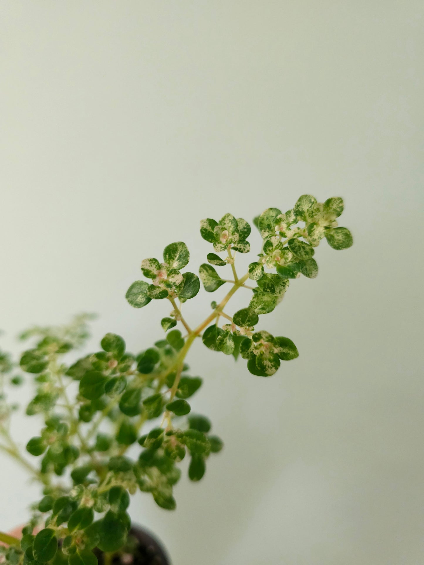 Pilea microphylla 'Variegata' Tricolor Artillery/Confetti Fern 2.5"