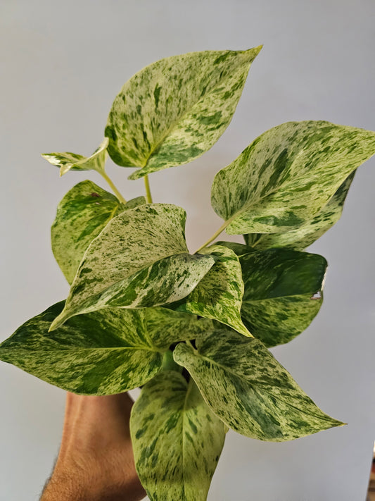Epipremnum aureum 'Snow Queen' Pothos 4"