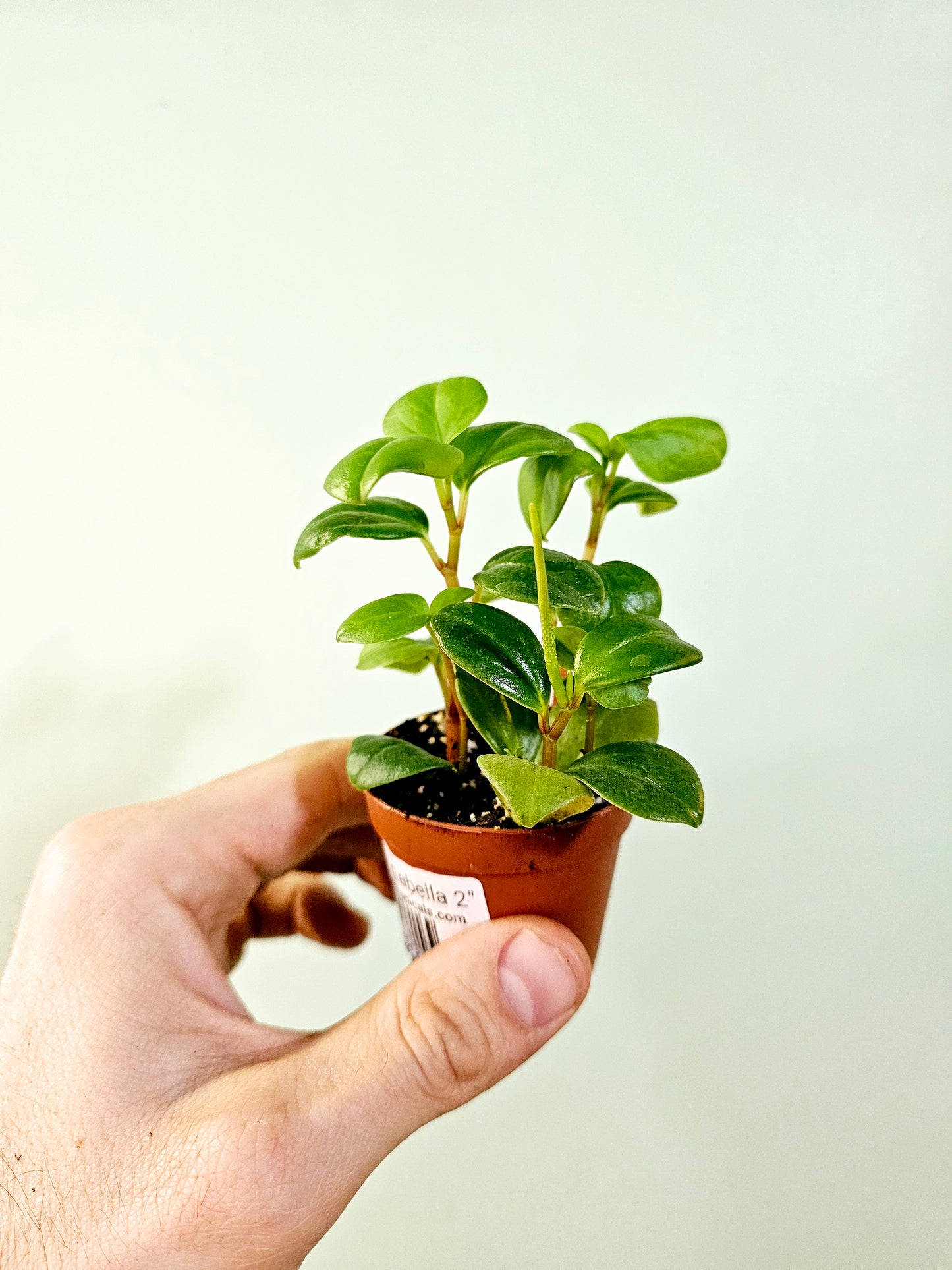 Peperomia glabella 2"