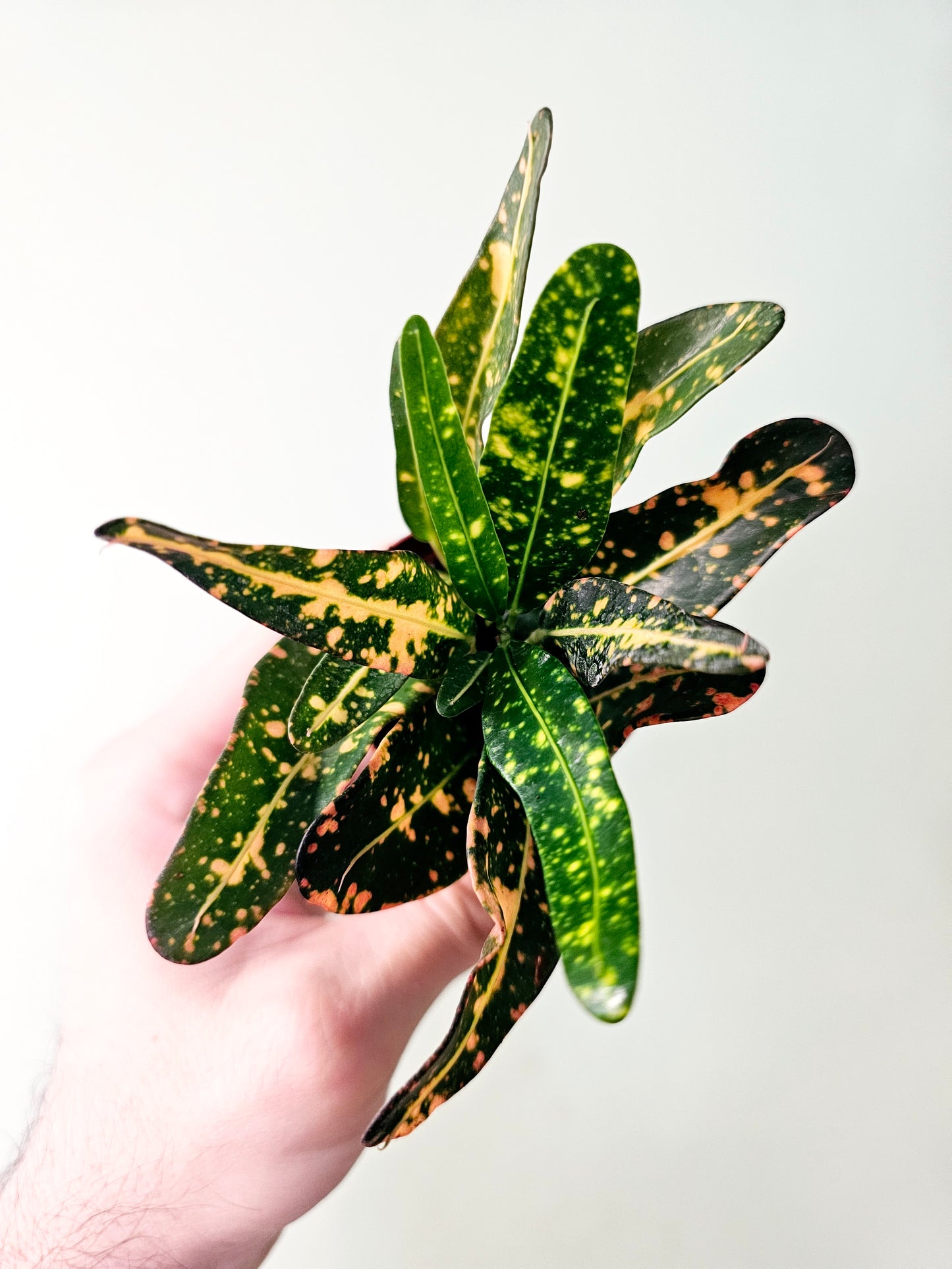 Codiaeum variegatum 2" (Croton)