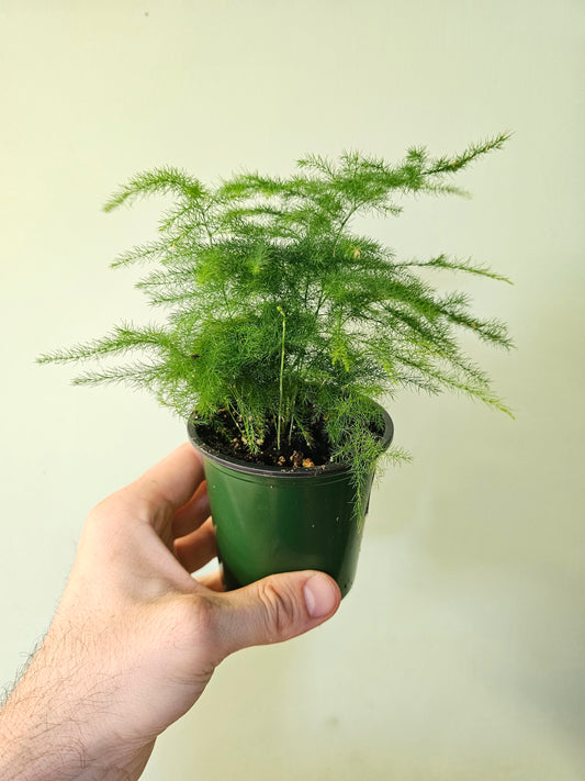 Asparagus plumosa 3.5"