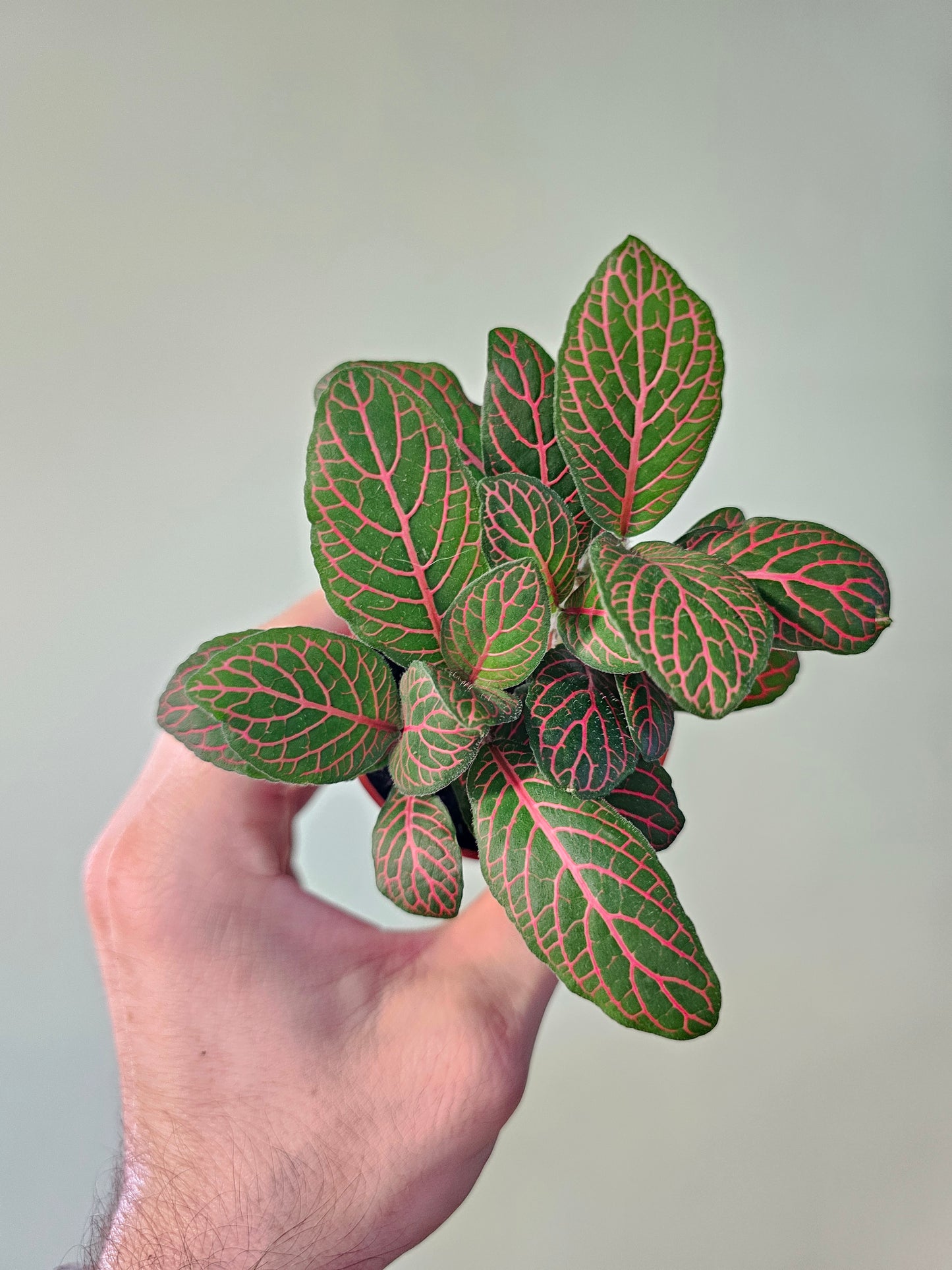 Fittonia albivenis 'Red' Nerve Plant 2.5"