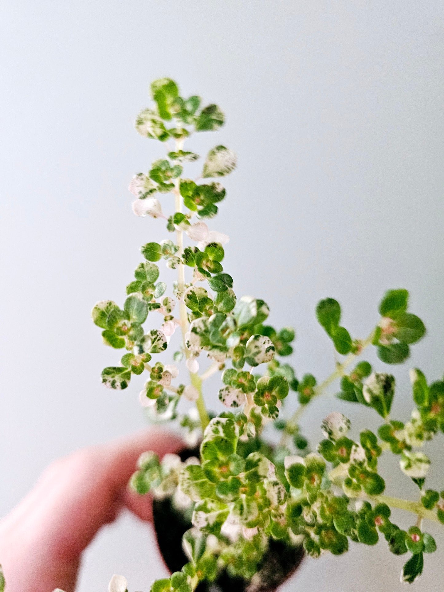 Pilea microphylla 'Variegata' Tricolor Artillery/Confetti Fern 2"