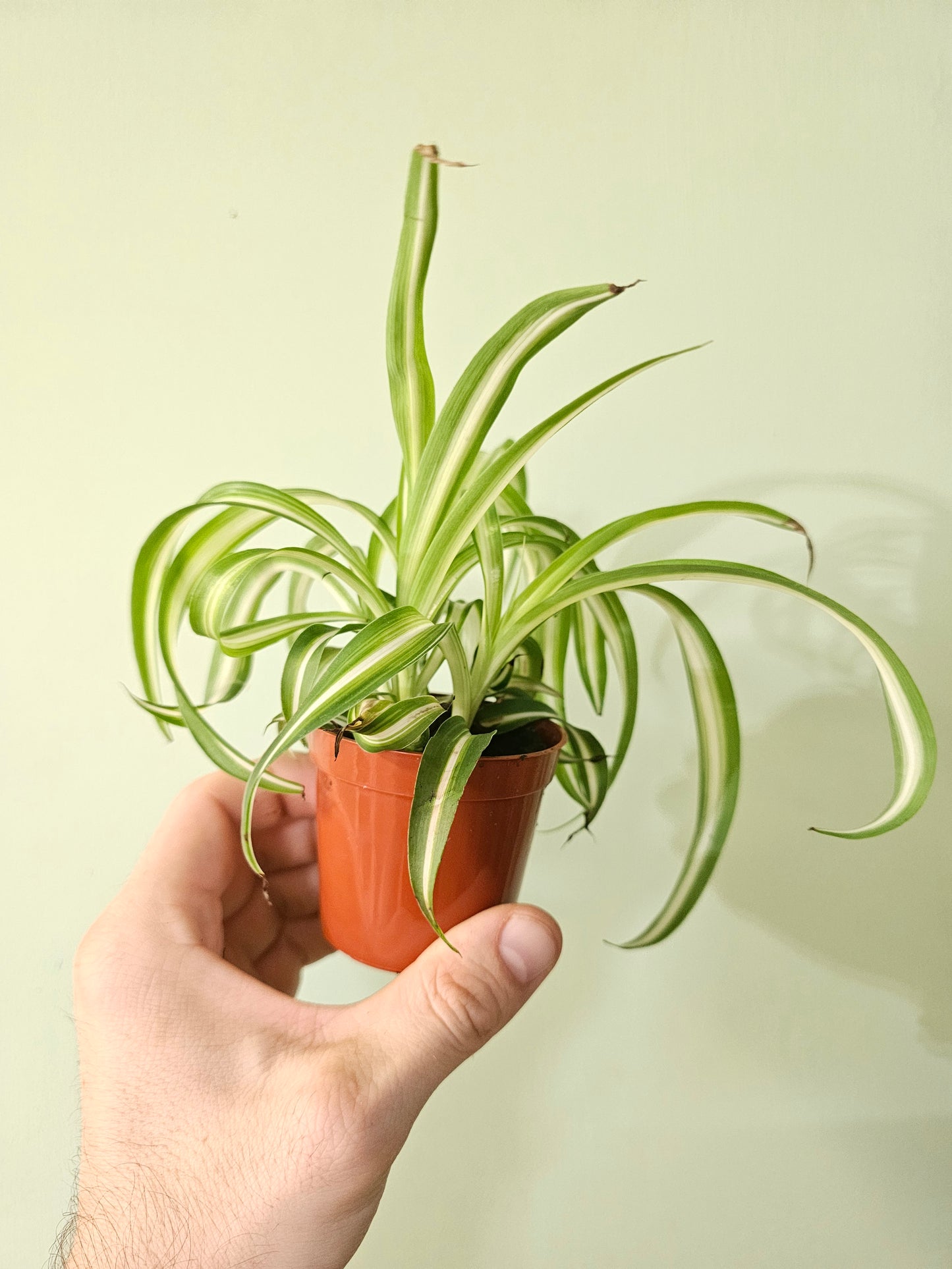 Chlorophytum comosum 'Bonnie' Curly Spider Plant 2.5"