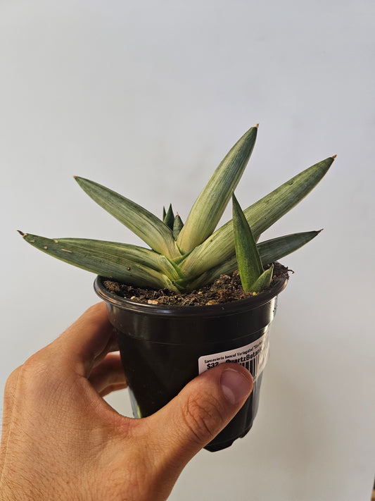 Sansevieria cylindrica var. patula ‘Boncel Variegata’ "Starfish Snake Plant" 4"