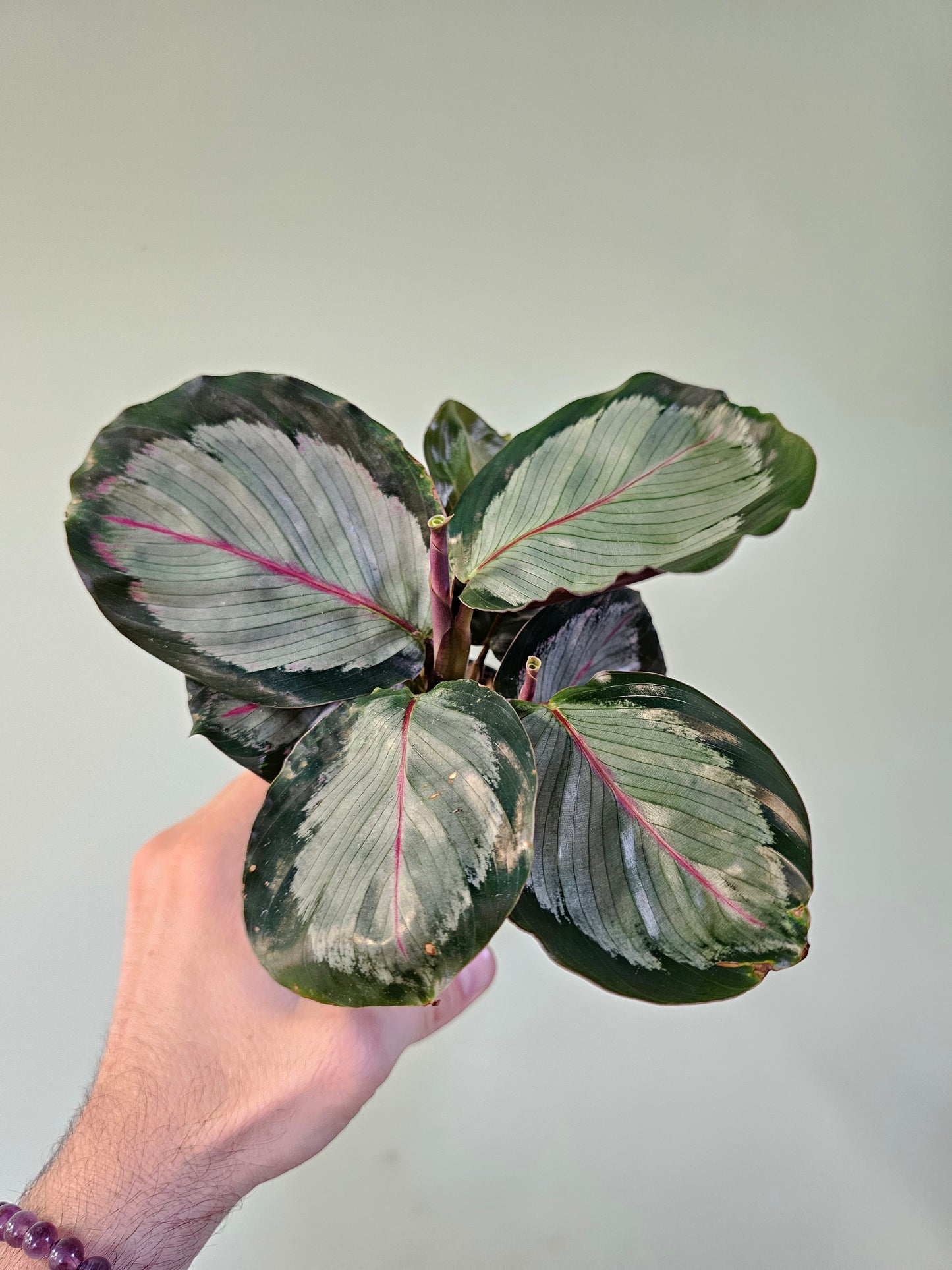 Calathea roseopicta 'Northern Lights' 3.5"