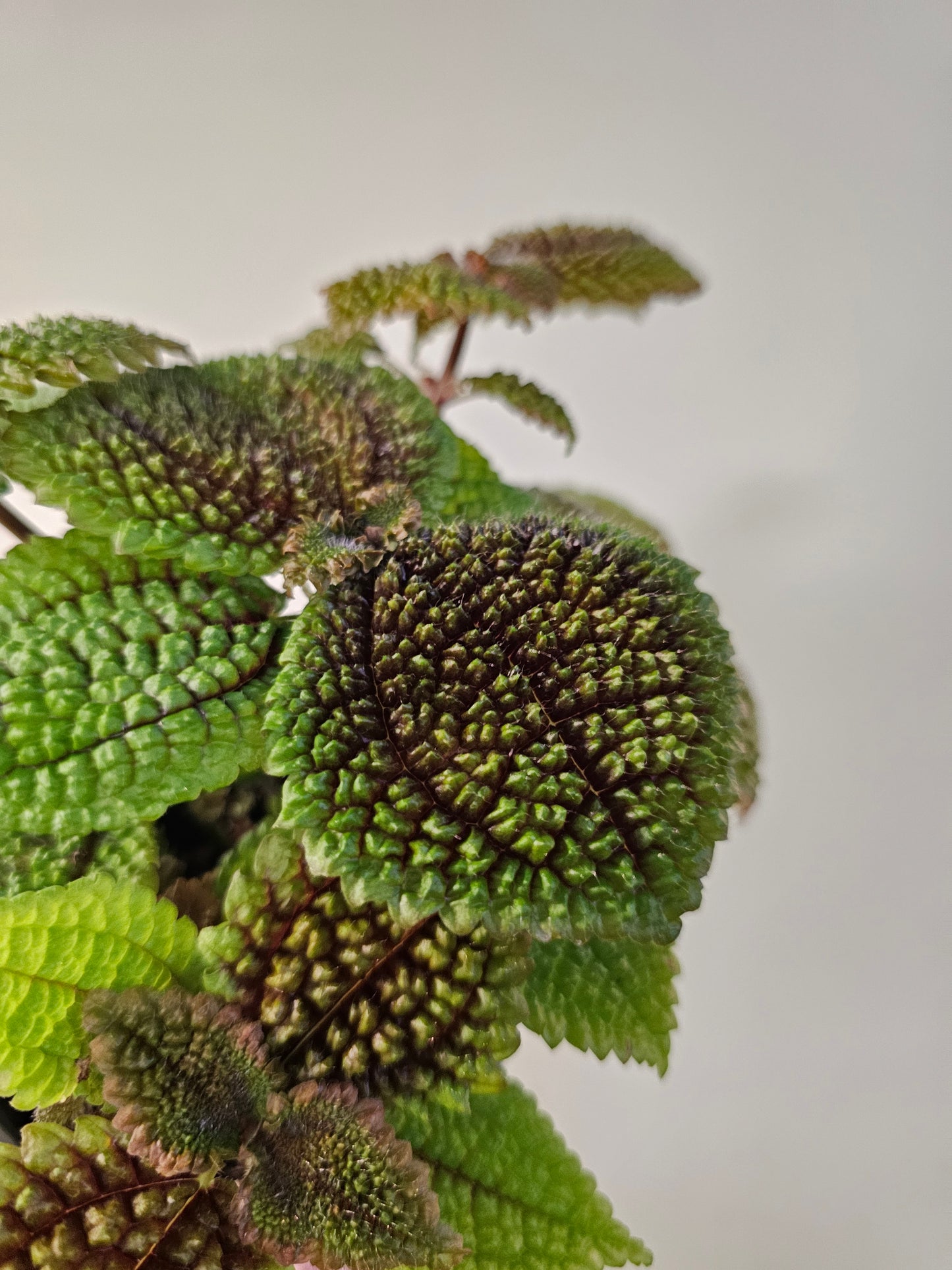 Pilea mollis 'Moon Valley' 4"