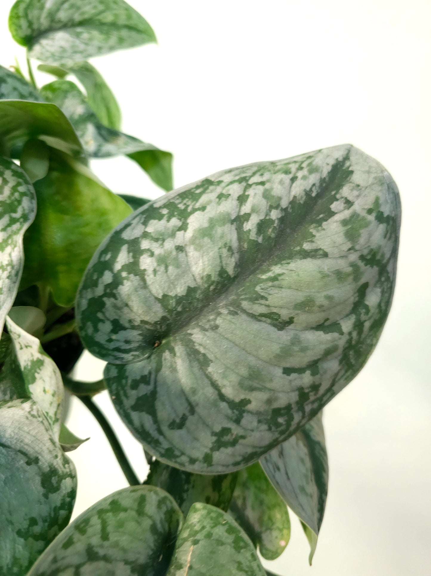 Scindapsus pictus 'Silver Queen' 6”