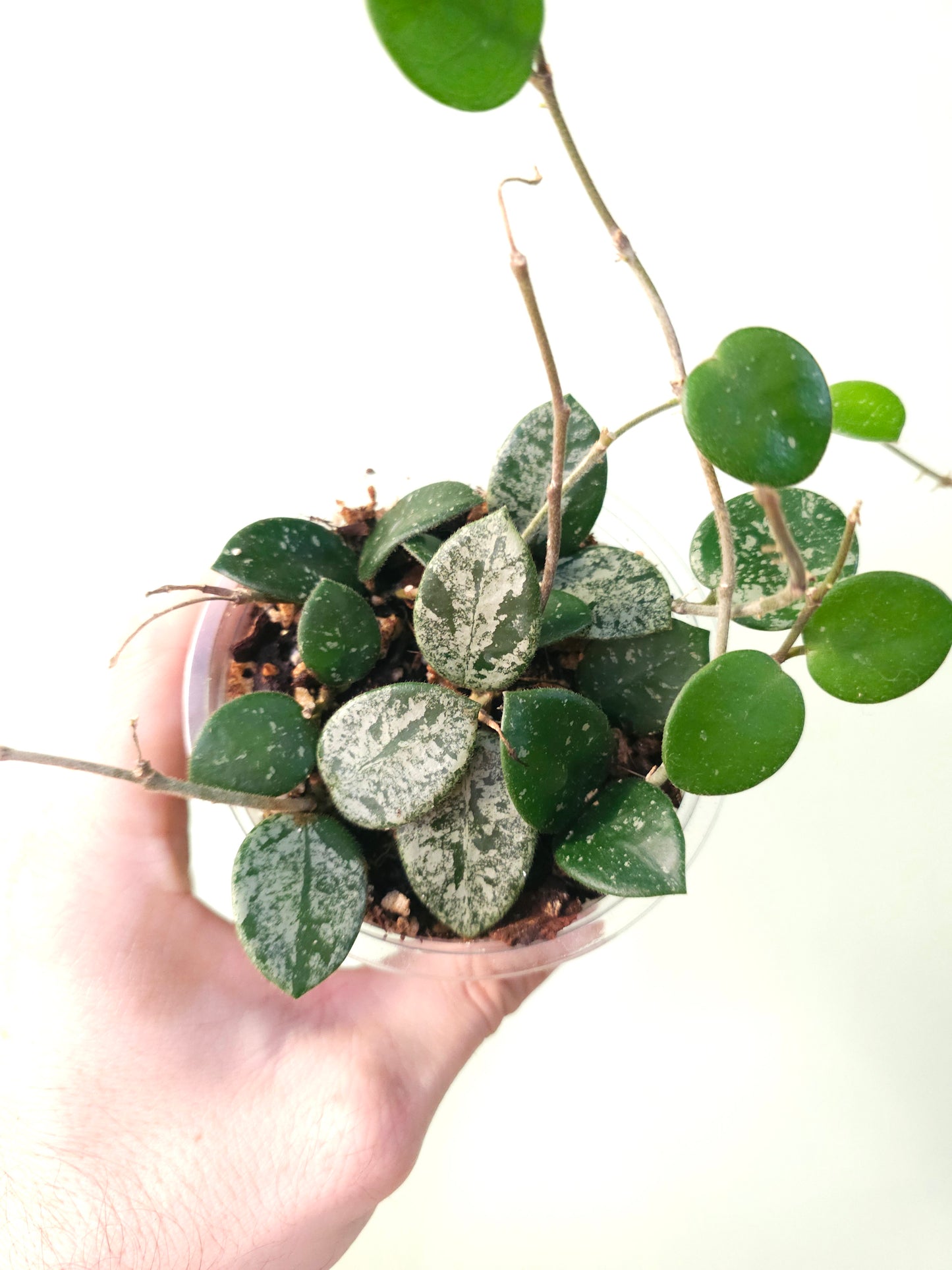 Hoya 'Mathilde' 4"