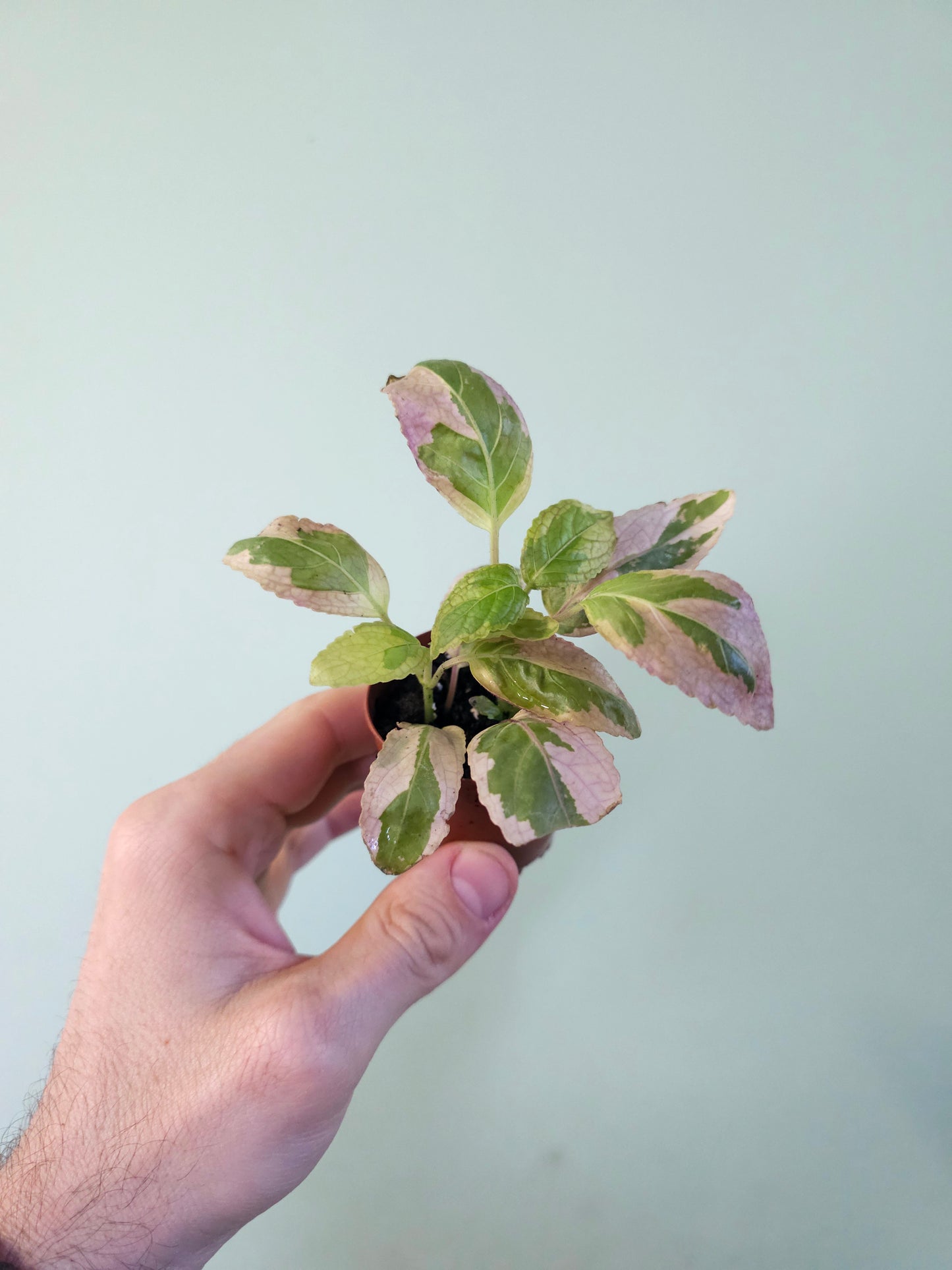 Hemigraphis alternata 'Snow White' 2"