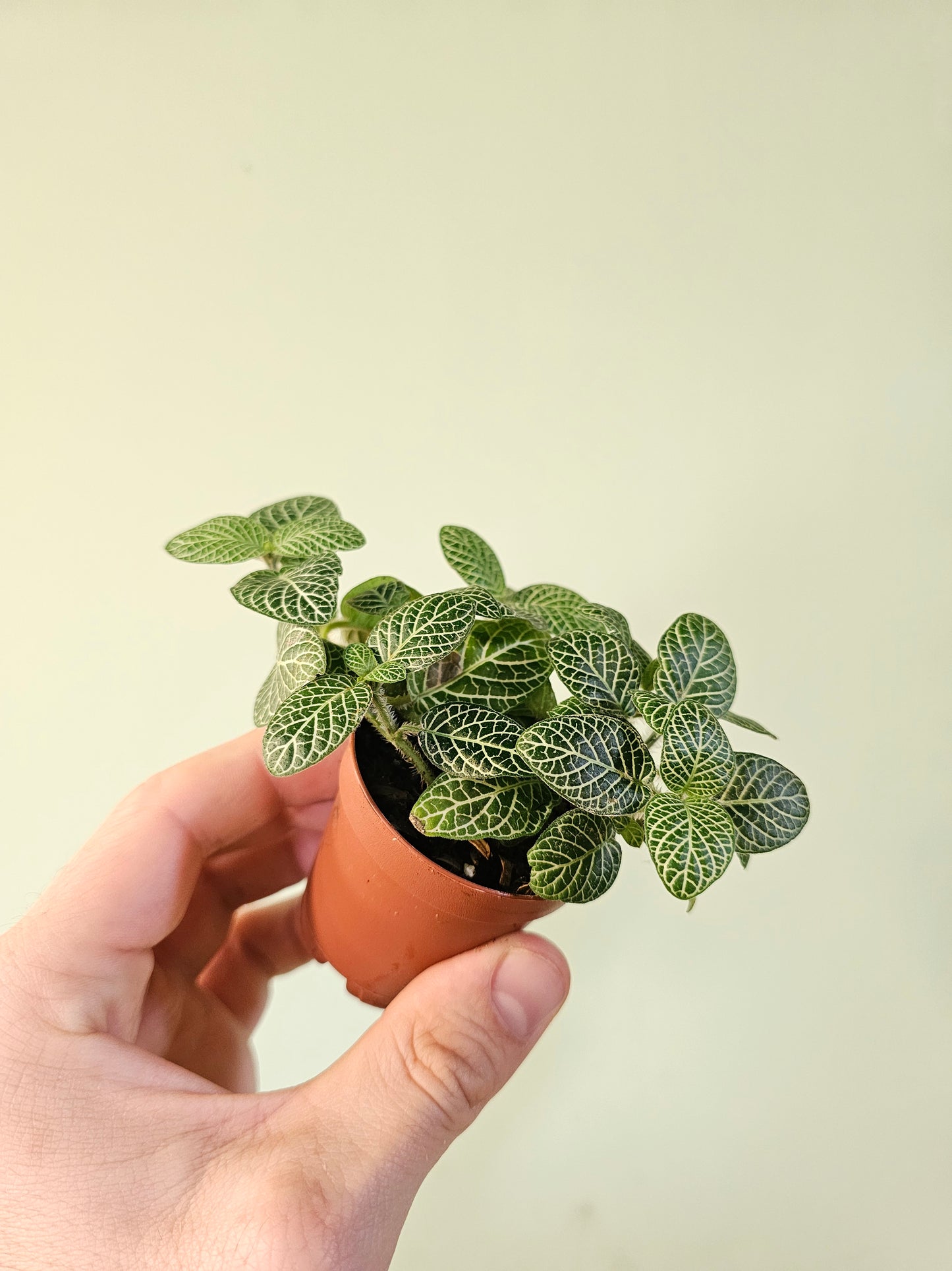 Fittonia albivenis 'White Angel' 2"