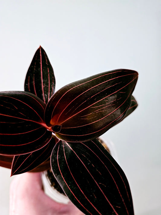 Ludisia discolor "Black Jewel Orchid" 4"