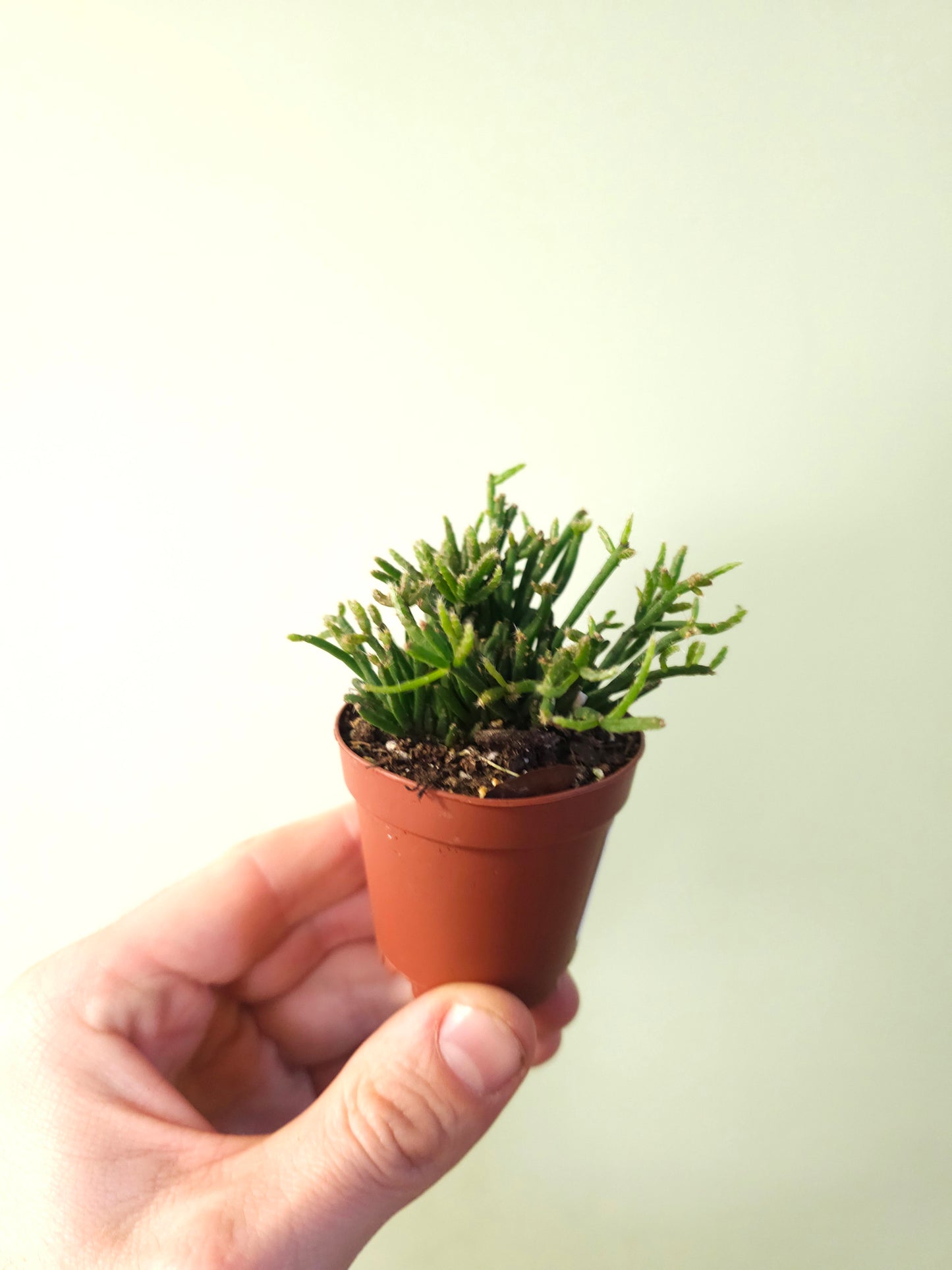 Rhipsalis ewaldiana 2"