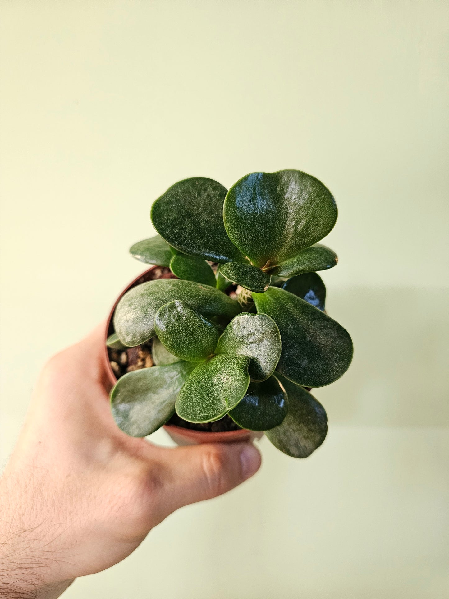 Adromischus maculatus "Calico Hearts" 4"