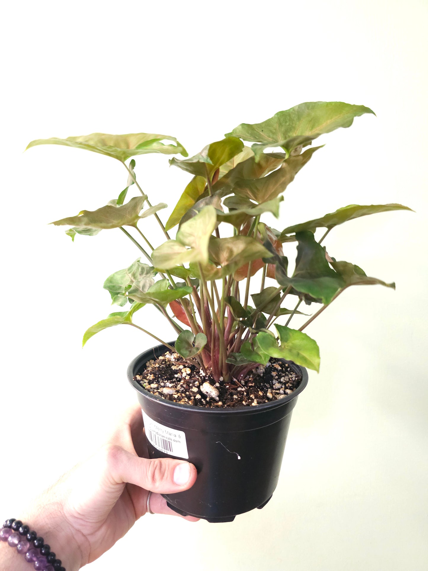 Syngonium 'Merry Maria' 6"