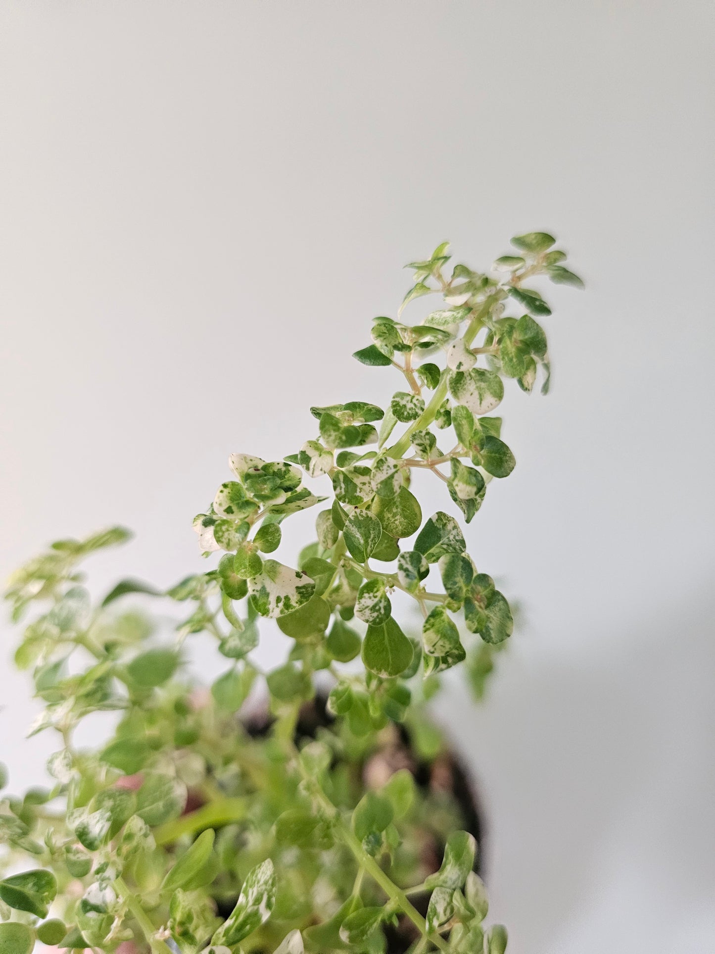Pilea microphylla 'Variegata' Tricolor Artillery/Confetti Fern 4"