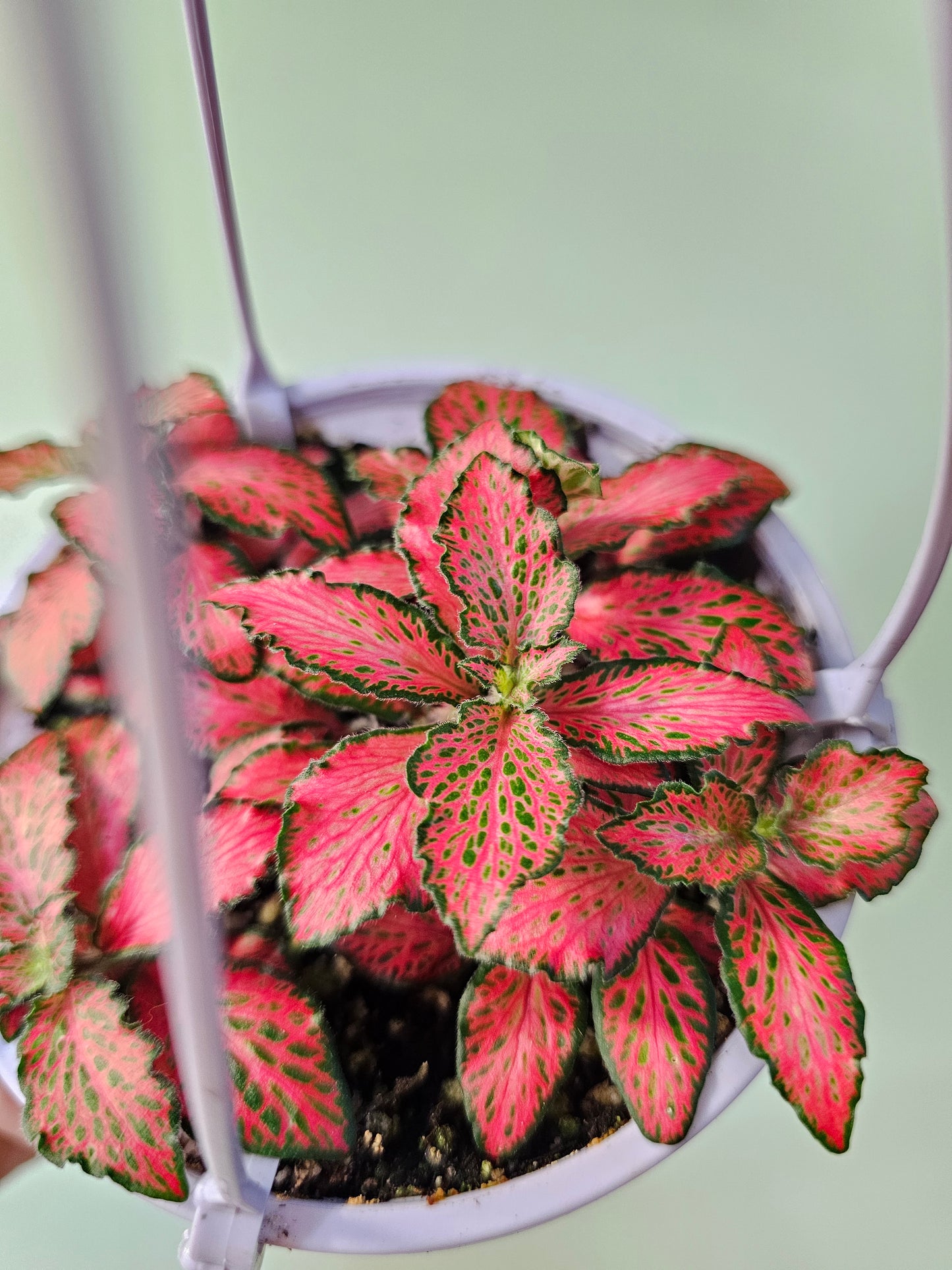 Fittonia albivenis 'Red Forest Flame' 4" HB