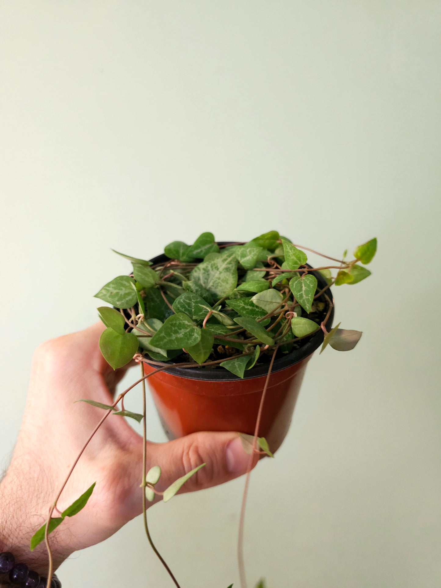 Ceropegia woodii 'String of Arrows' 4" (Spades)