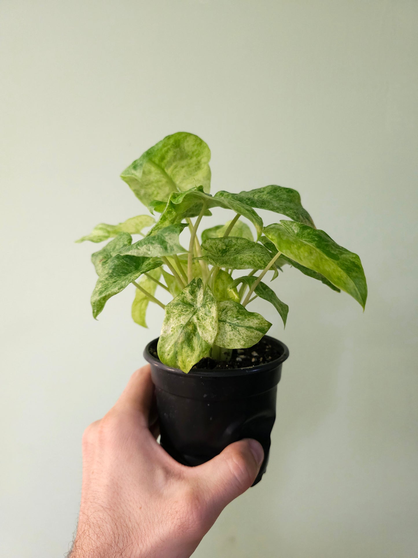 Alocasia odora 'Batik' 4"
