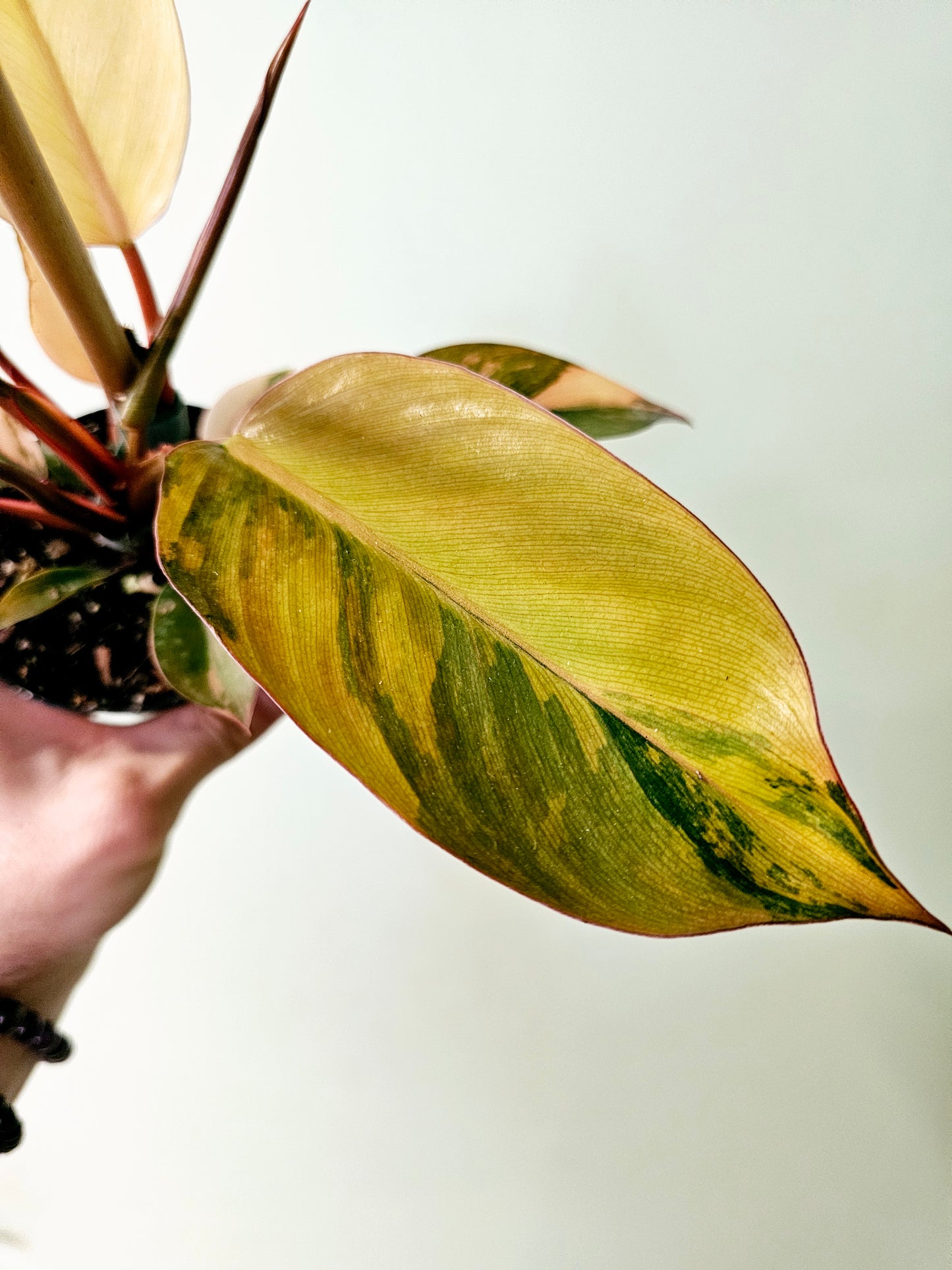 Philodendron 'Rojo Congo' Variegated 4"