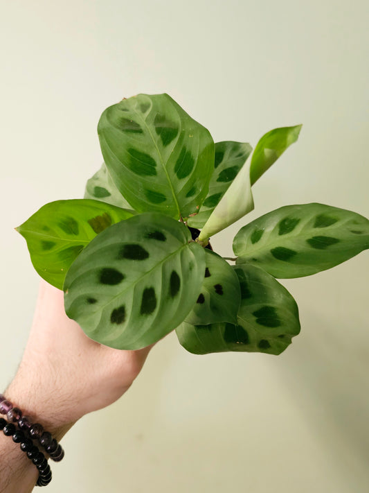 Maranta leuconeura 'Kerchoveana' 2"